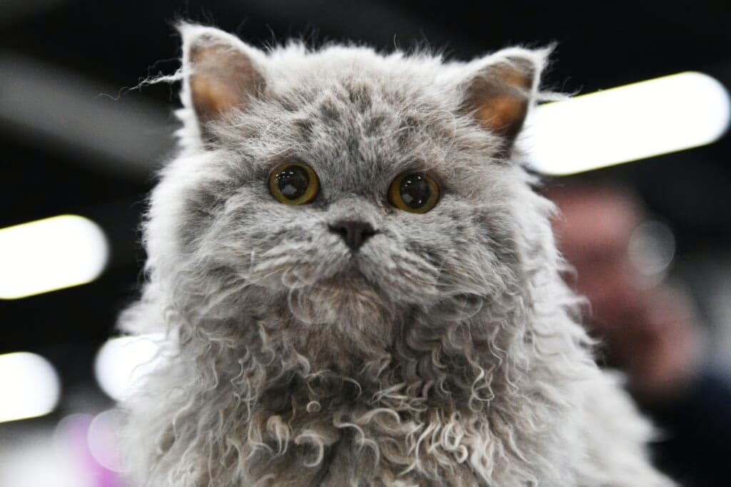 4 características do gato da raça selkirk rex 