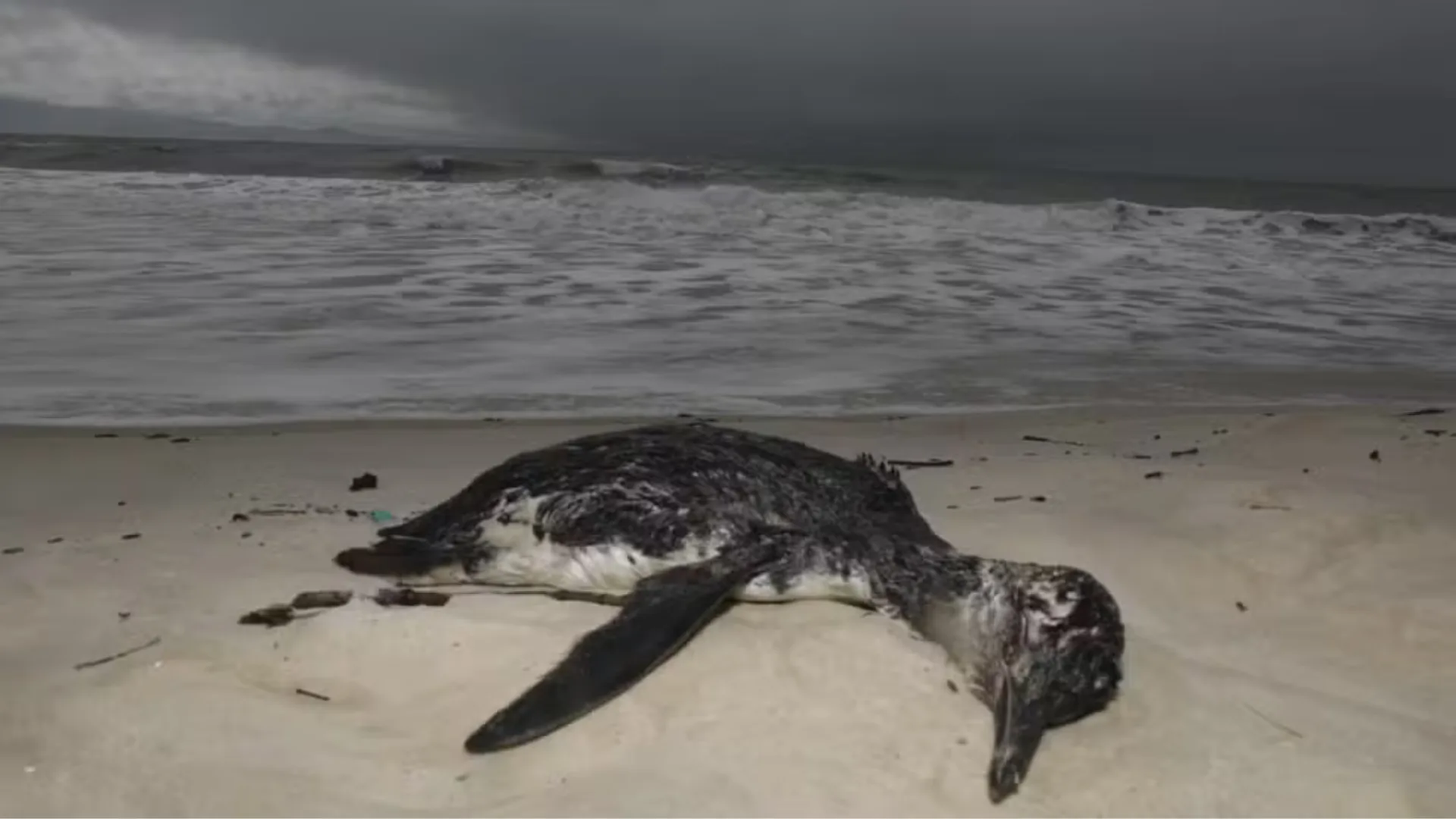 Mais de 700 pinguins encontrados mortos no litoral de SP em uma semana