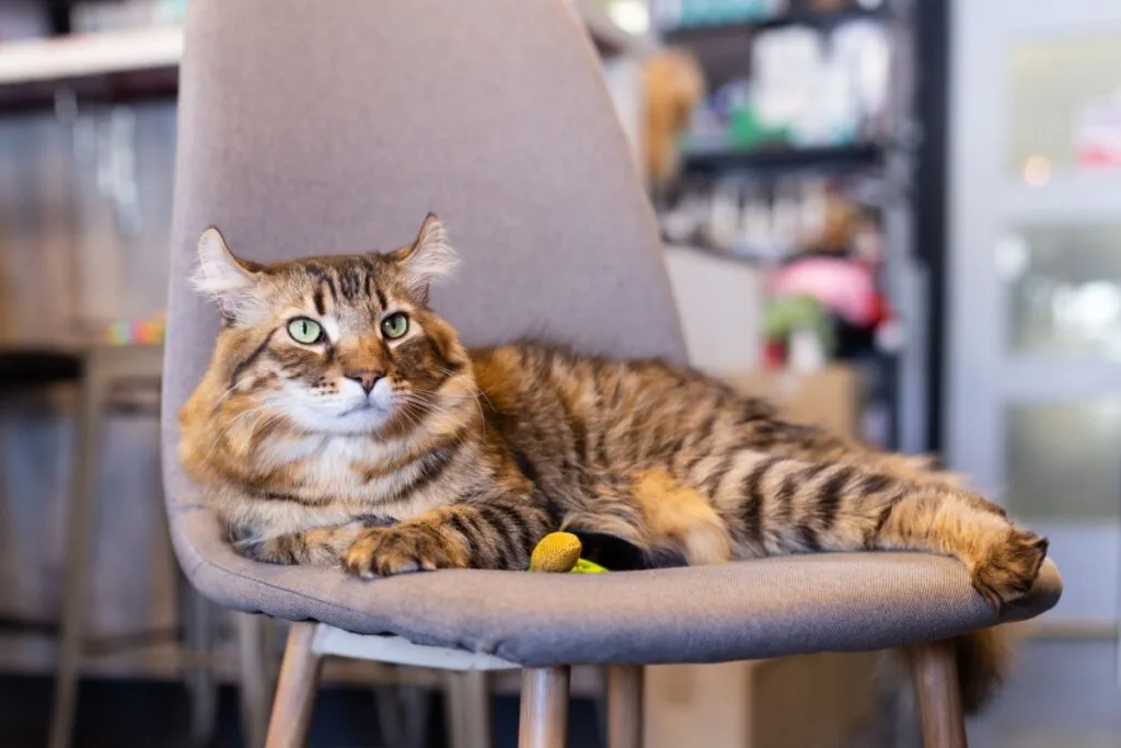 4 características do gato da raça highlander 