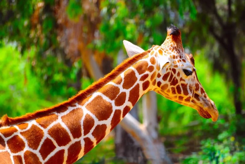 8 curiosidades interessantes sobre as girafas 