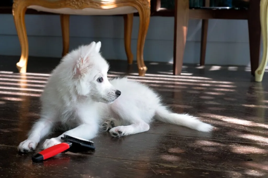 4 características do cachorro da raça spitz japonês 
