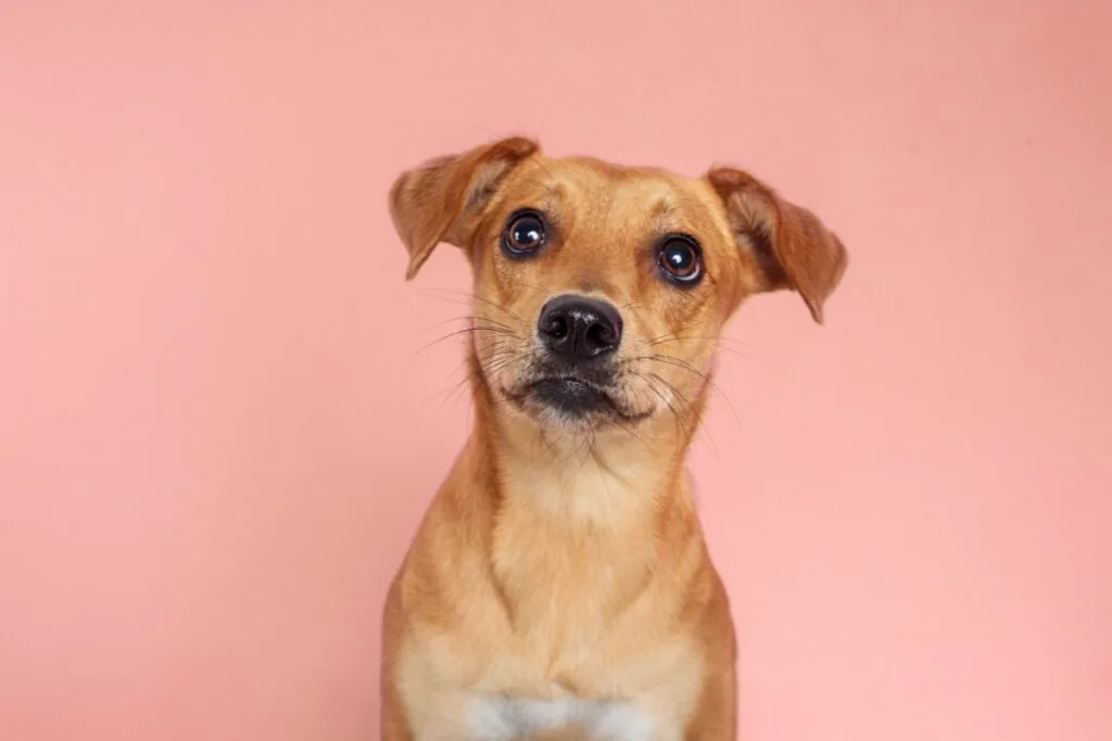 12 nomes perfeitos para vira-lata caramelo