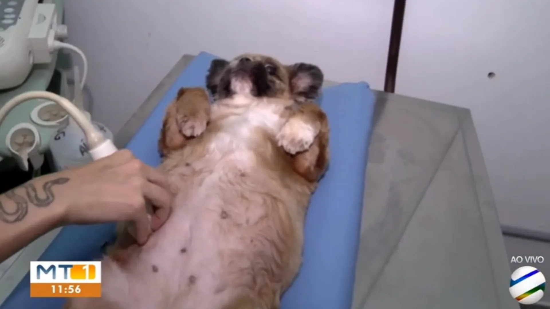 Cachorra rouba a cena em reportagem da Globo em Mato Grosso