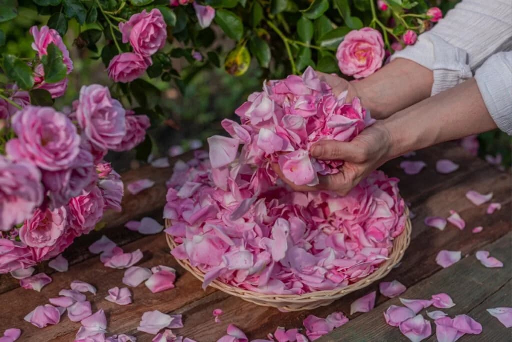 Veja elementos e simpatia para aproveitar as energias da primavera