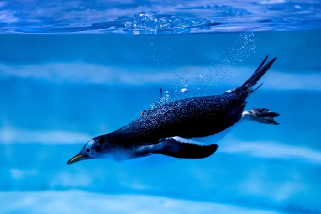 7 curiosidades interessantes sobre os pinguins