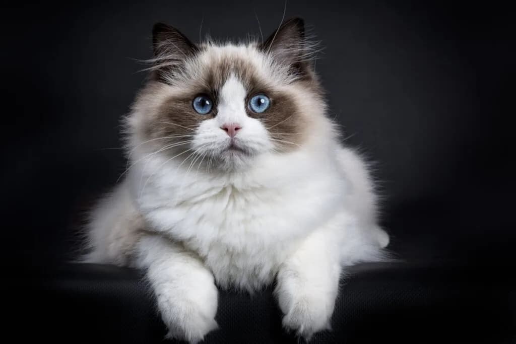 Gato sociáveis: 7 raças que gostam de companhia 