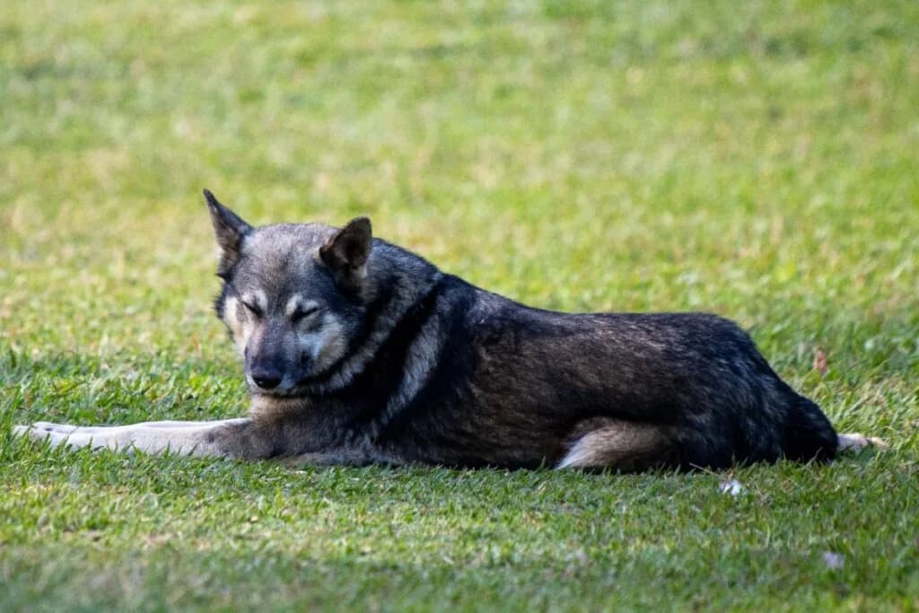 Pastor da Mantiqueira: conheça raça de cachorro que se destaca pela inteligência