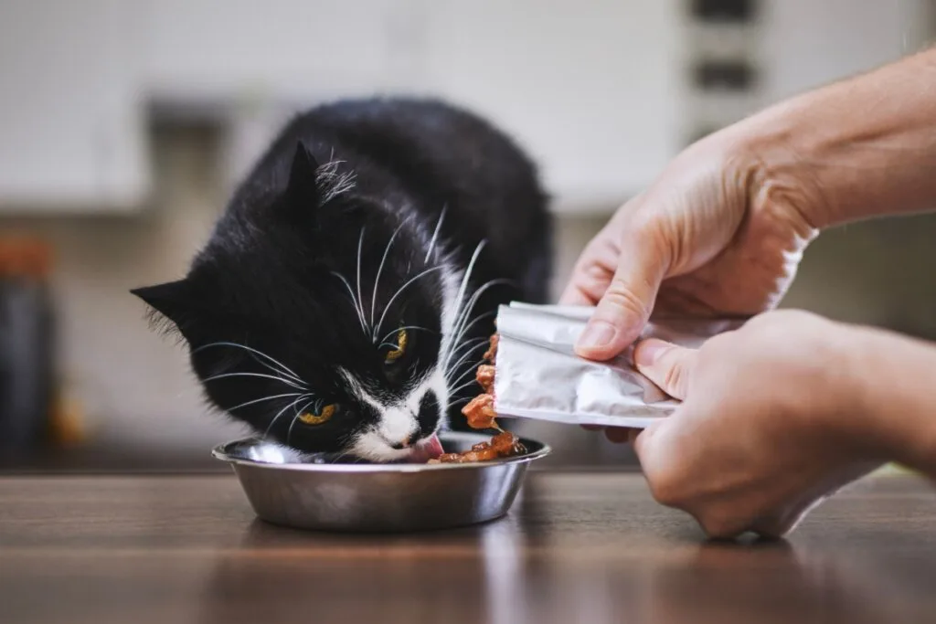 Gato pode comer doce? Entenda os riscos do açúcar para o animal