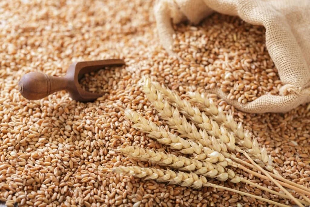 5 curiosidades sobre o trigo e formas saudáveis de consumi-lo