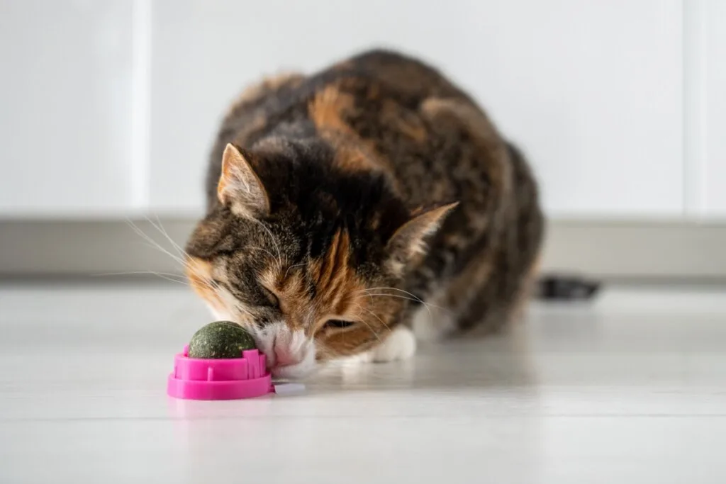 Como enriquecer o ambiente do seu gato: 6 ideias que ele vai adorar