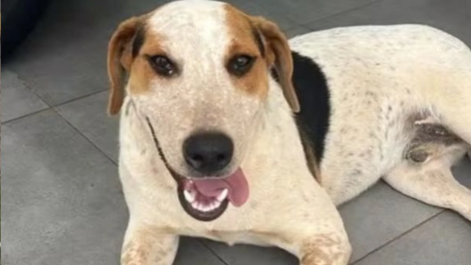 Cachorro comunitário ‘Abacate’ morre após ser baleado no Paraná