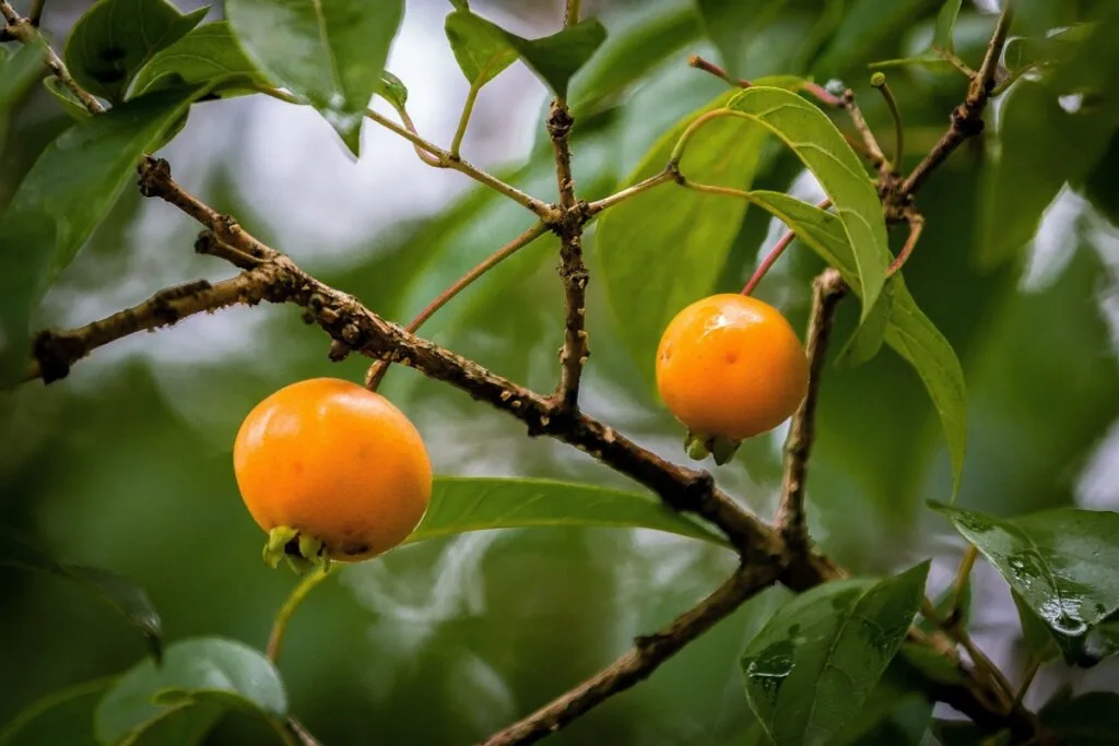 Gabiroba: benefícios da fruta pouco conhecida que é rica em fibras