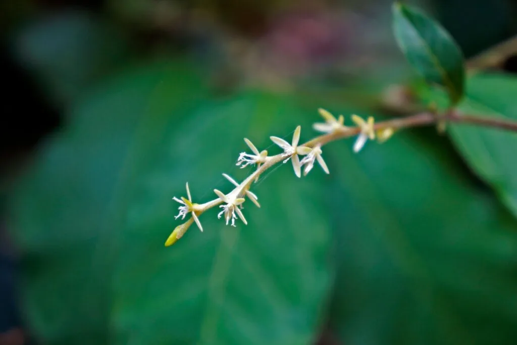 Guiné: benefícios da planta para a saúde e como usar de forma segura