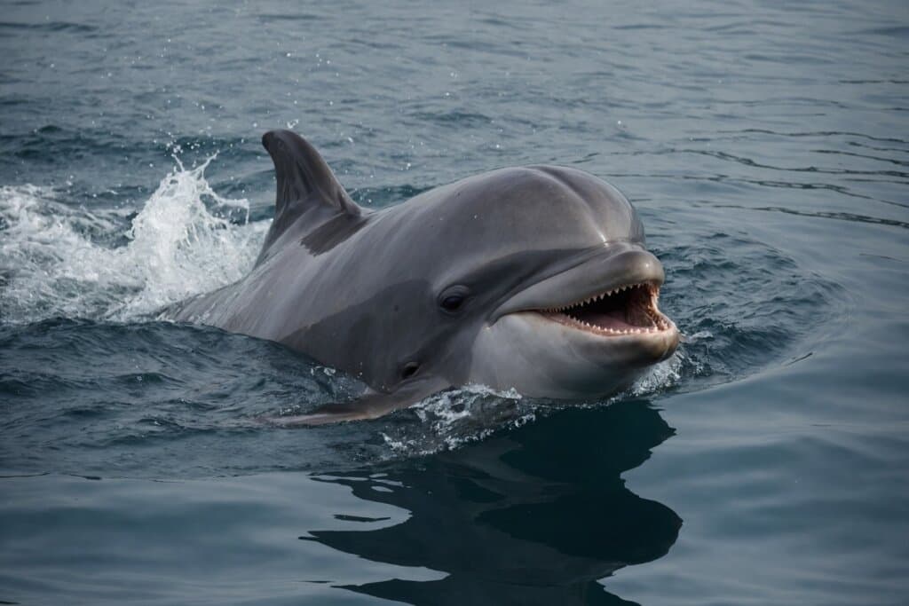 Golfinhos: 10 fatos surpreendentes sobre esses animais inteligentes