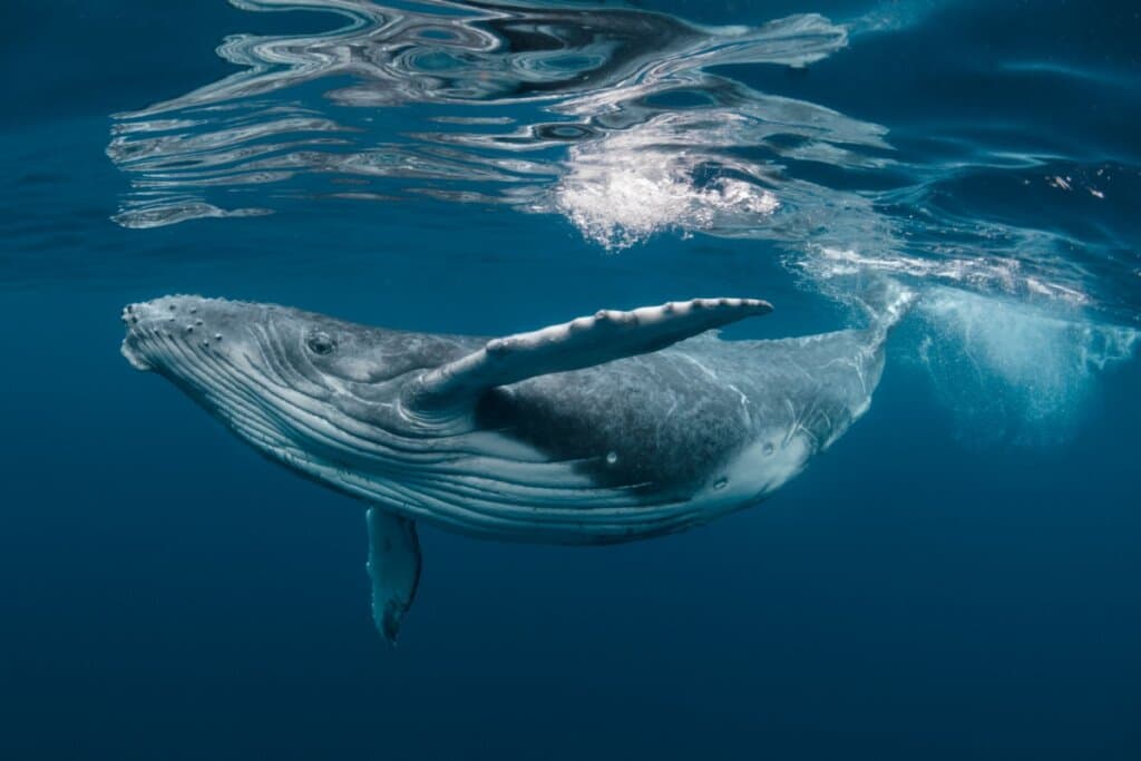 Baleia-jubarte: 7 curiosidades sobre a gigante do oceano 