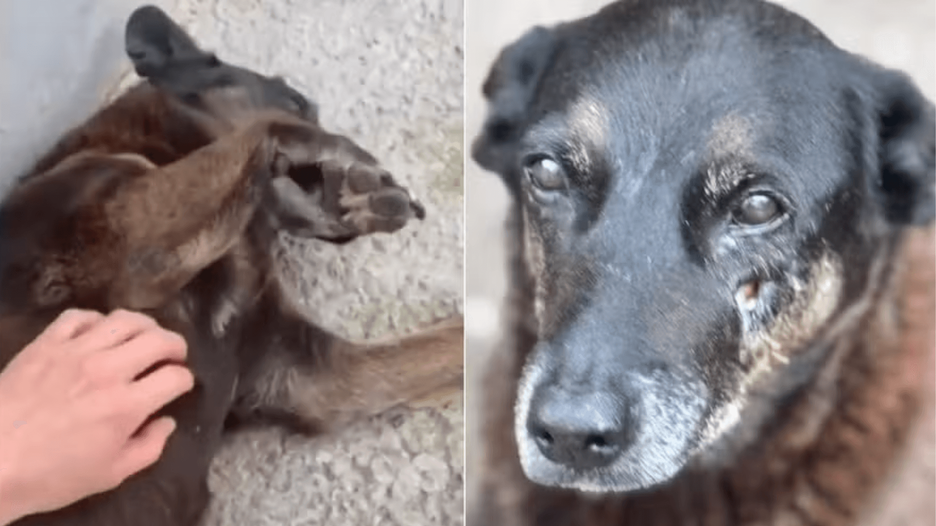 Caso Orelha: adolescente pode ser internado após pedido da polícia