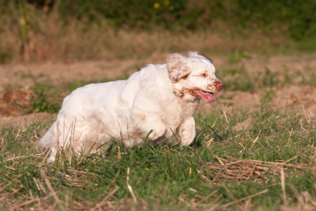 Clumber spaniel: conheça as características do cachorro dessa raça