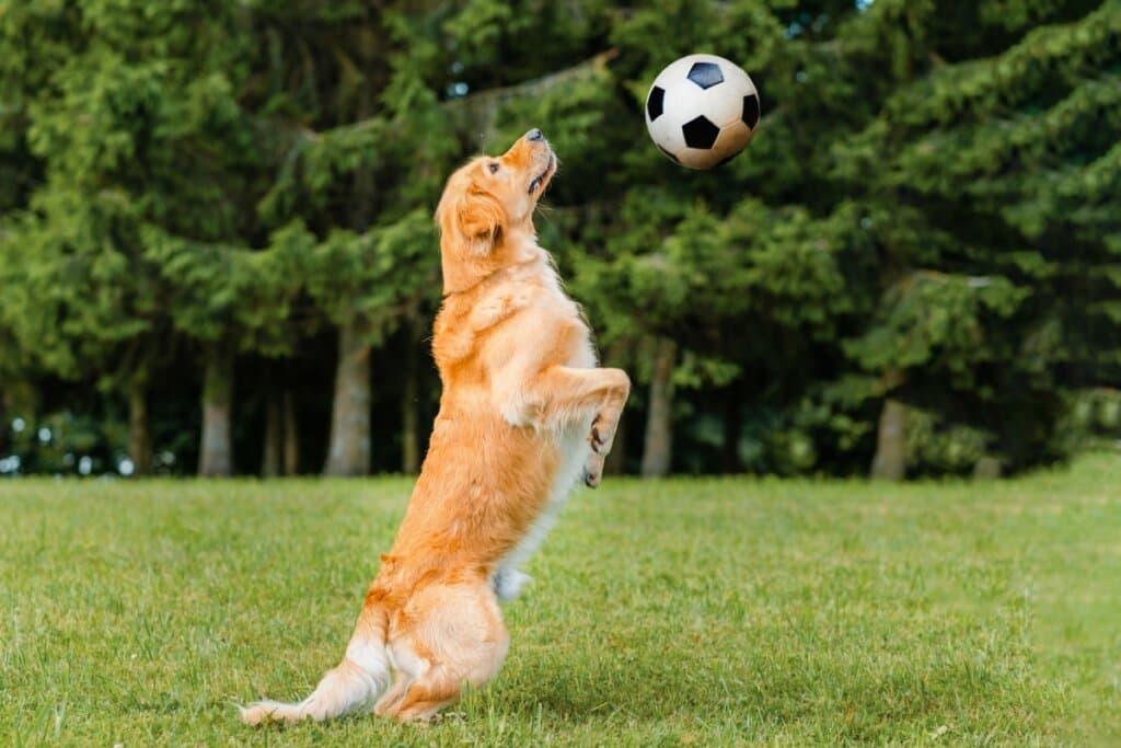 10 nomes para cachorro inspirados em times de futebol
