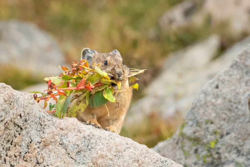 Pika: 7 curiosidades sobre esse pequeno mamífero 