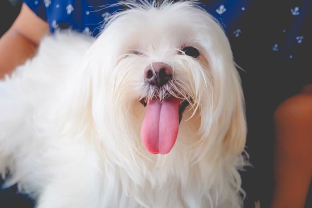 10 nomes criativos para cachorro inspirados em cores 