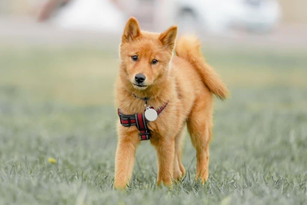 Spitz finlandês: conheça as características do cachorro dessa raça  