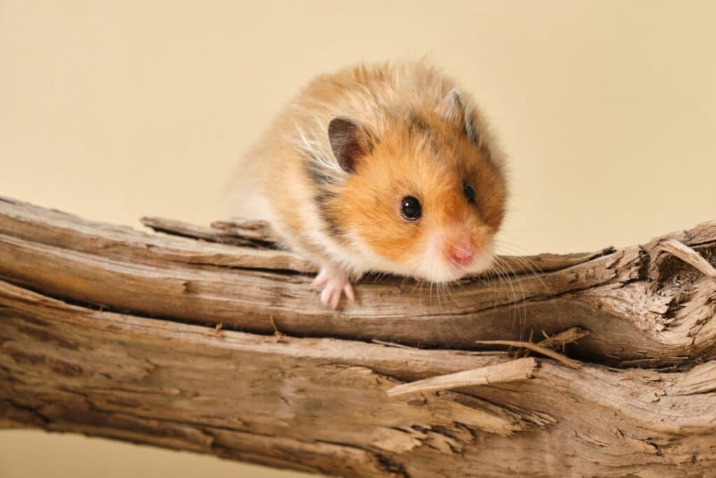 Hamster: 7 curiosidades sobre esse roedor 