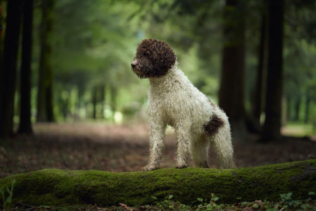 Lagotto romagnolo: conheça as características dessa raça de cachorro