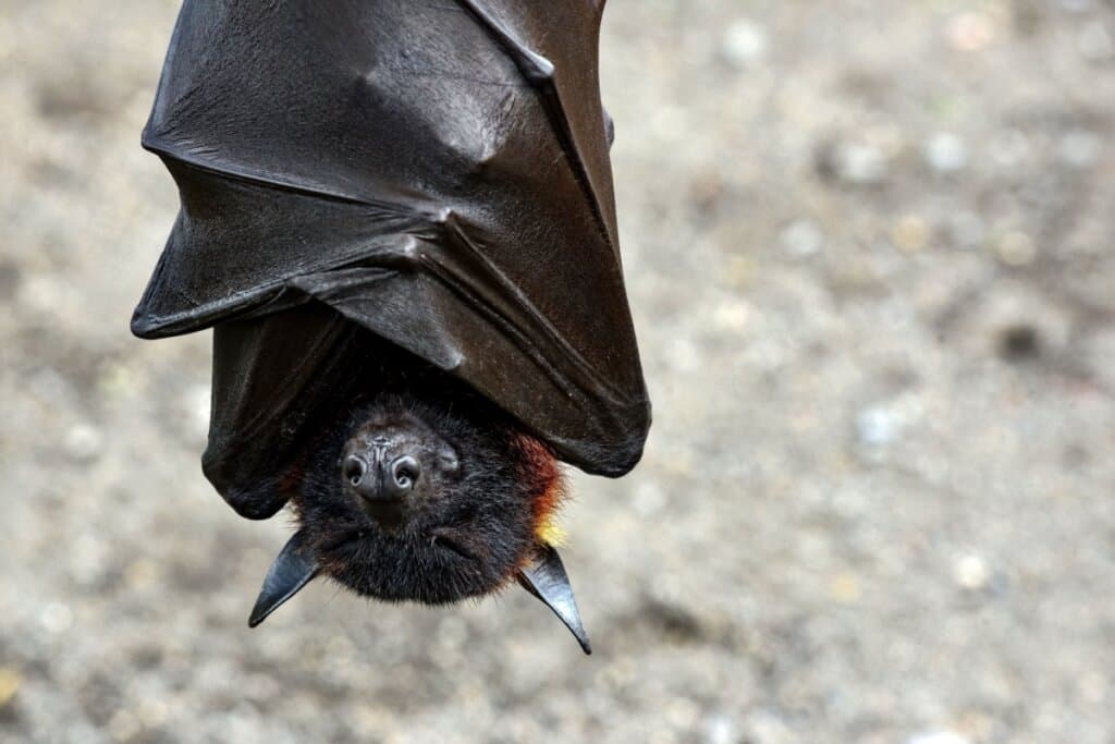 8 curiosidades sobre a forma de dormir e o sono dos animais na natureza 