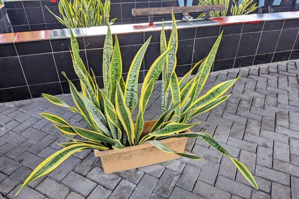 Espada-de-são-jorge: 5 motivos para cultivar a planta que afasta o mau-olhado