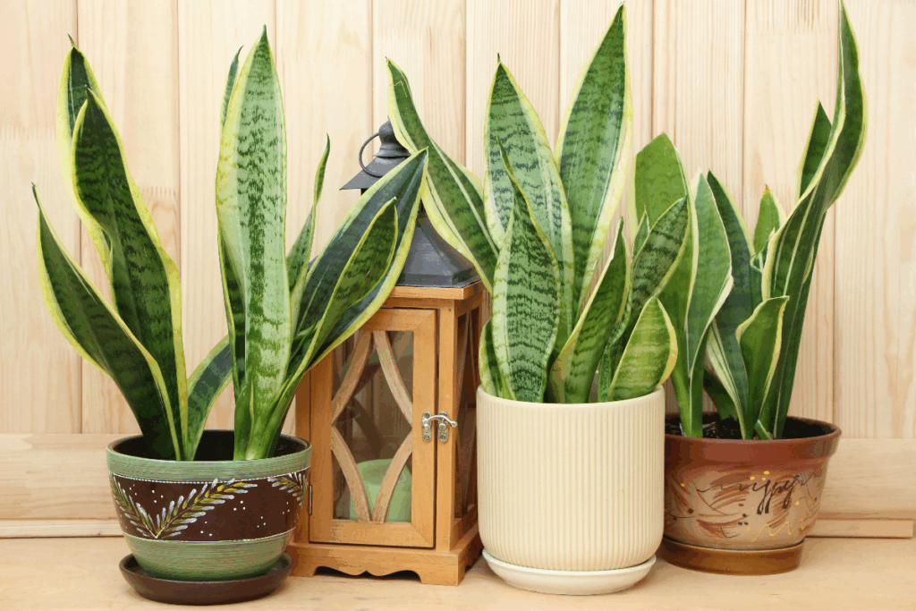 Banhos energéticos: 5 opções para atrair equilíbrio e boas energias