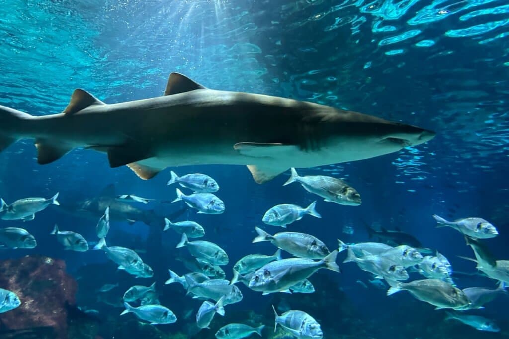 10 curiosidades sobre a alimentação dos animais na natureza 