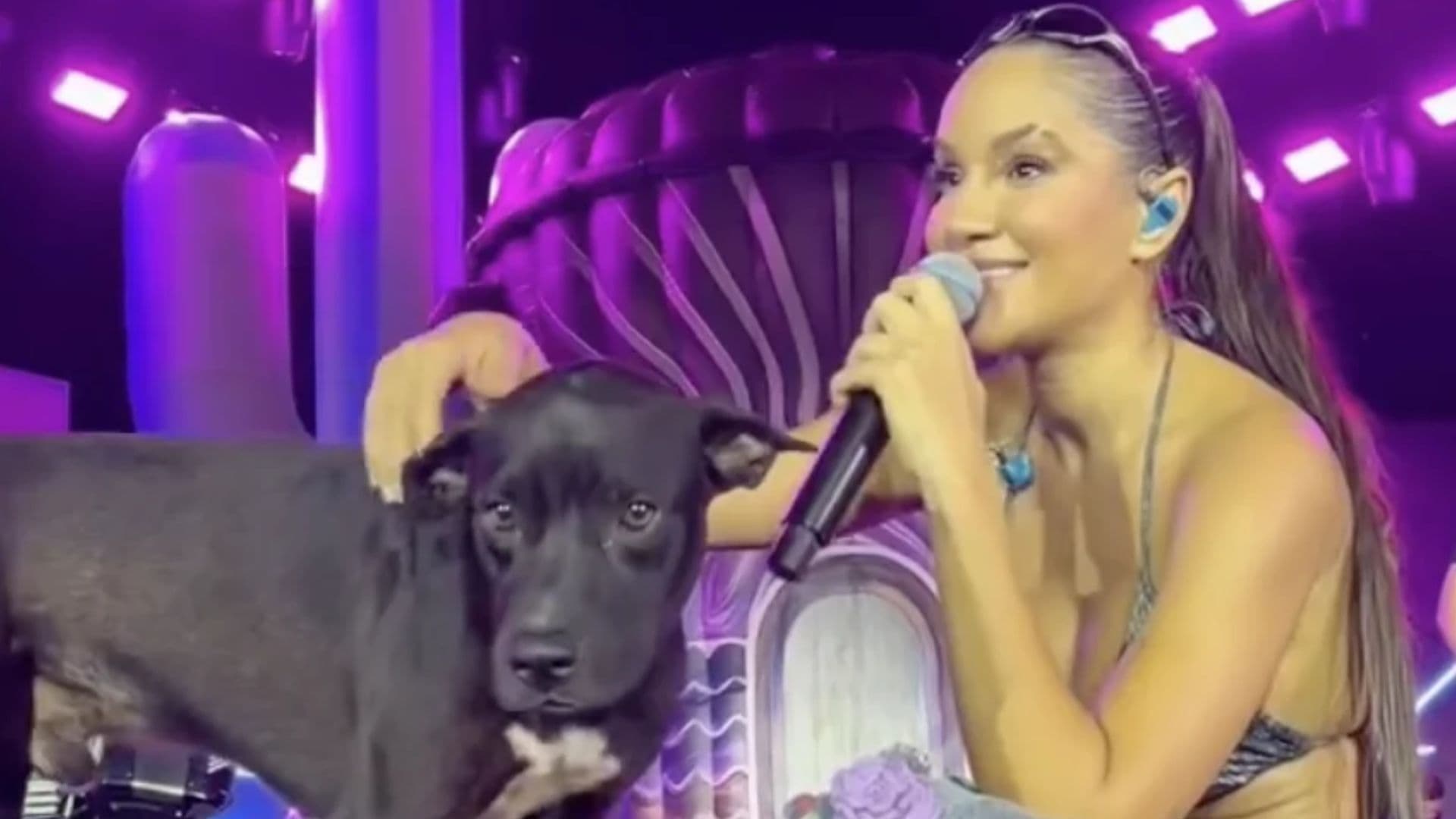 Cantora adota cachorro que subiu no palco durante show e emociona