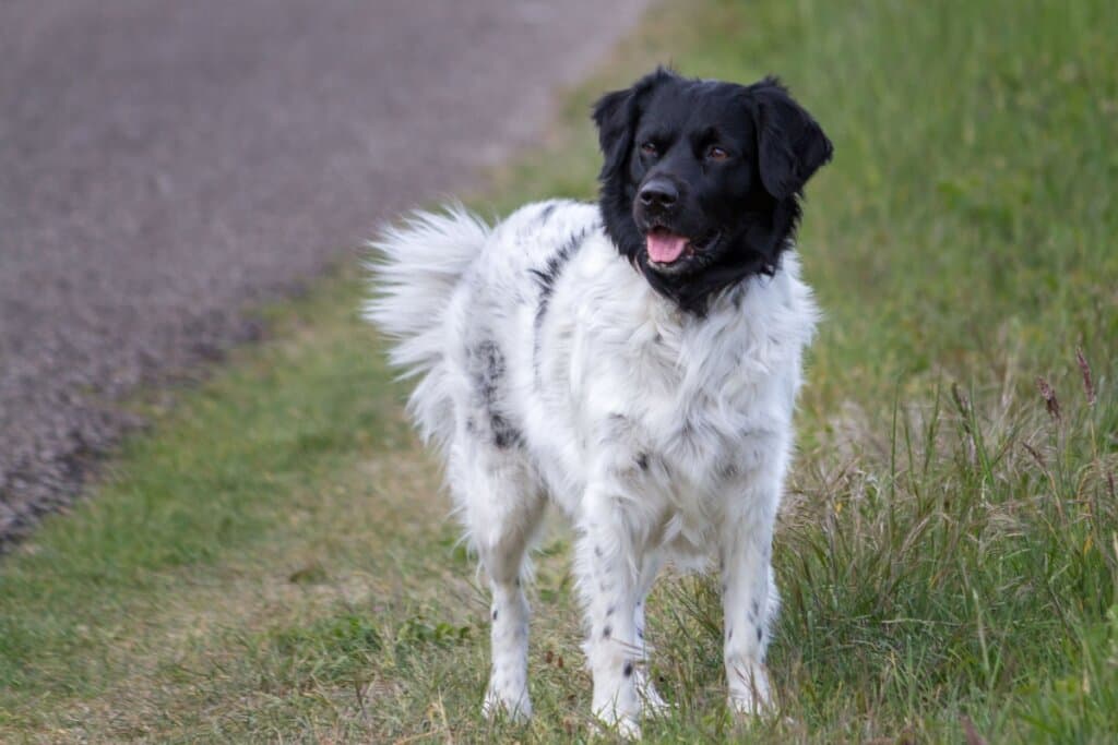 Stabyhoun: conheça as características do cachorro dessa raça