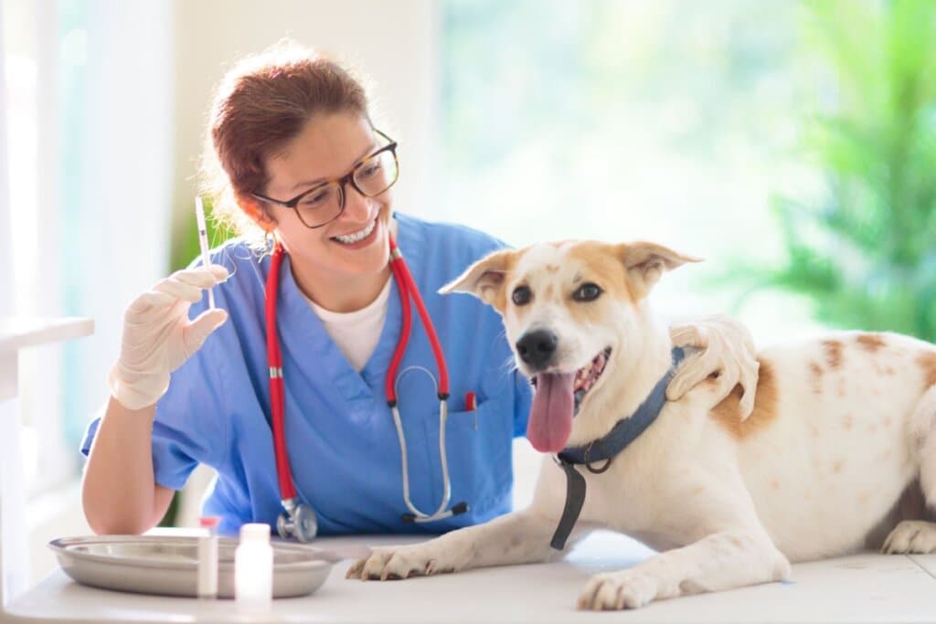 Gripe em cachorro: veja os sintomas e as formas de prevenção