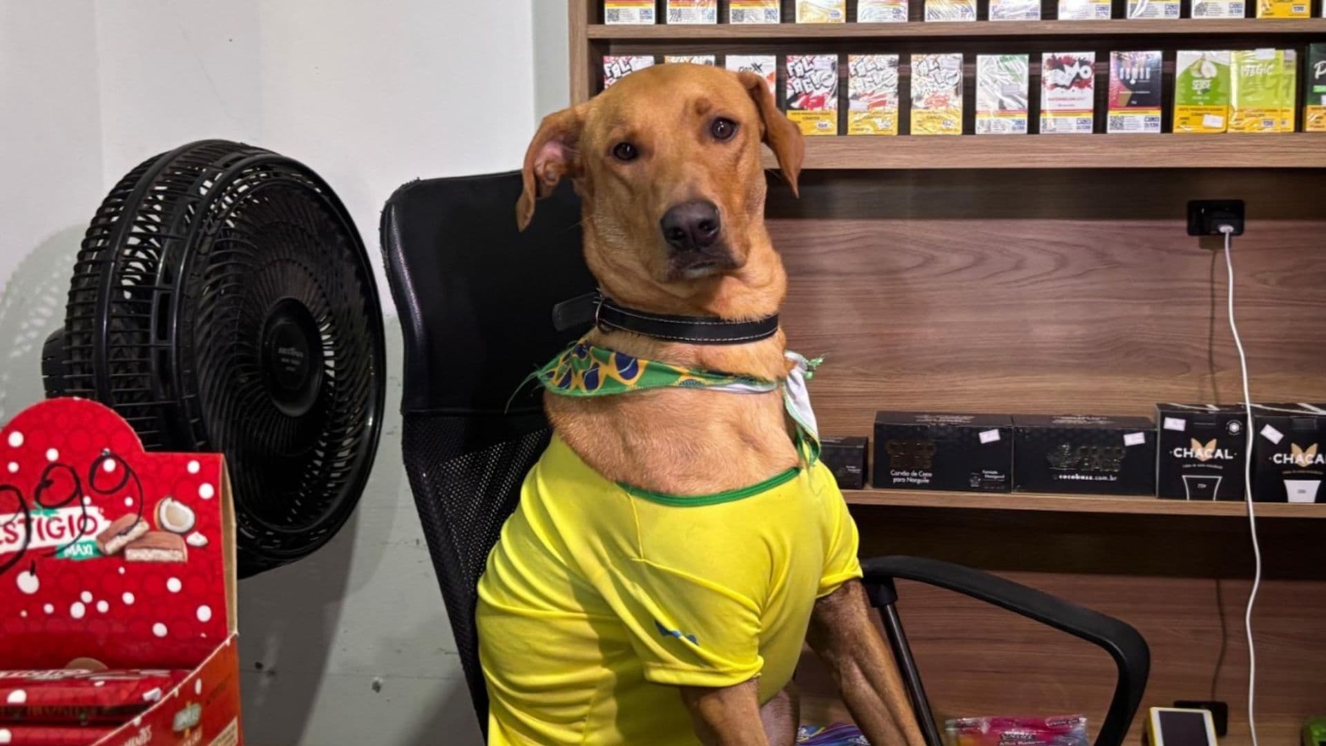 Cachorro caramelo vira ‘funcionário’ de mercado e viraliza nas redes sociais