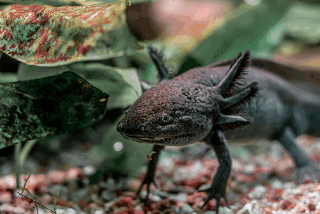 Axolote: 7 curiosidades sobre esse anfíbio