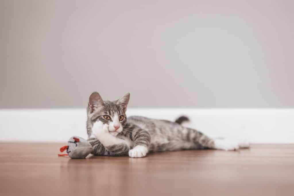 8 dicas para saber se o seu gato está saudável 