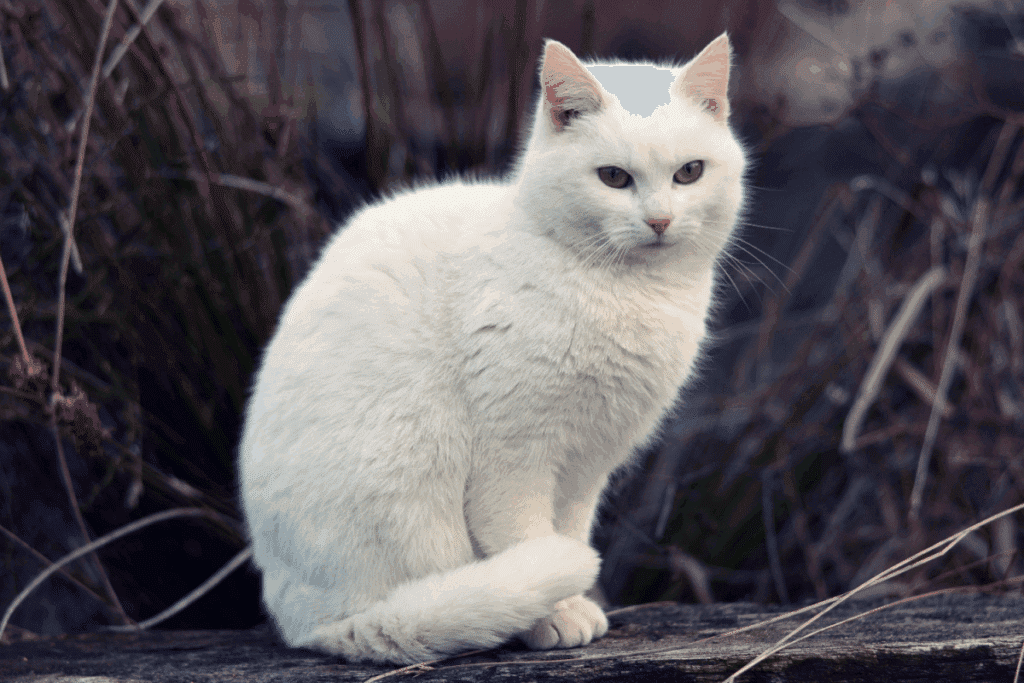 A Casa do Dragão: 10 nomes para gato inspirados nos personagens da série 