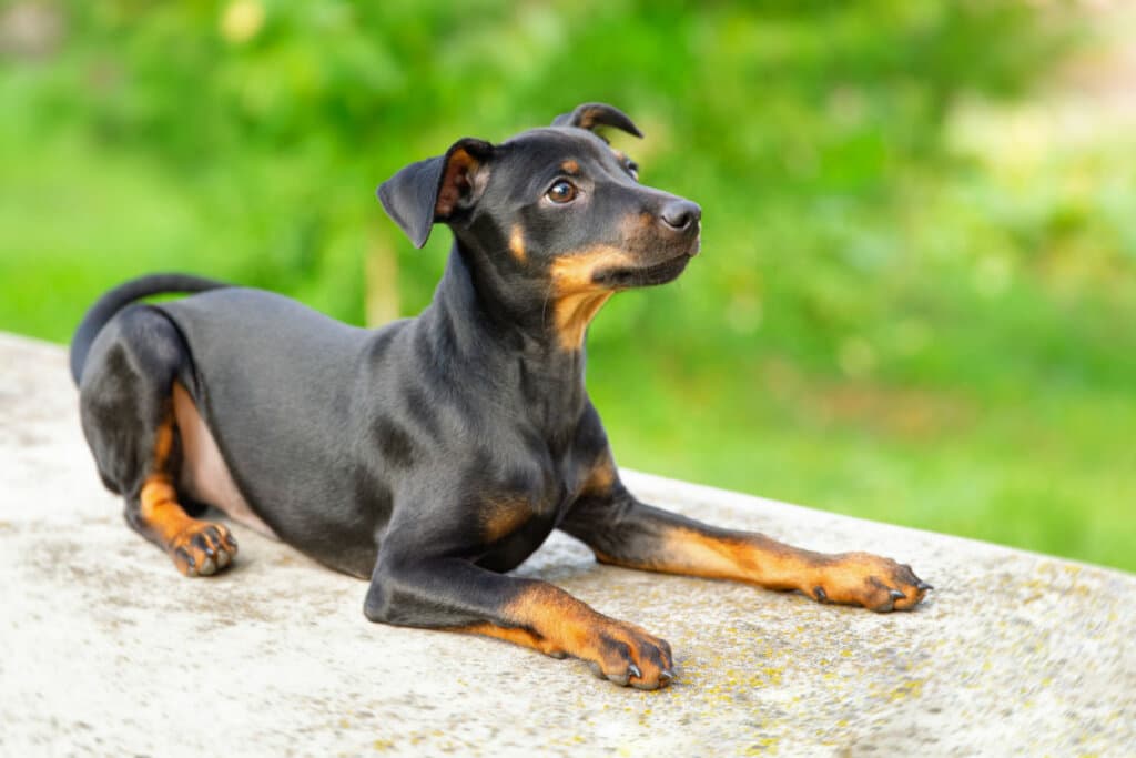 Vai adotar um pinscher? Veja 20 nomes inspirados em filmes e séries