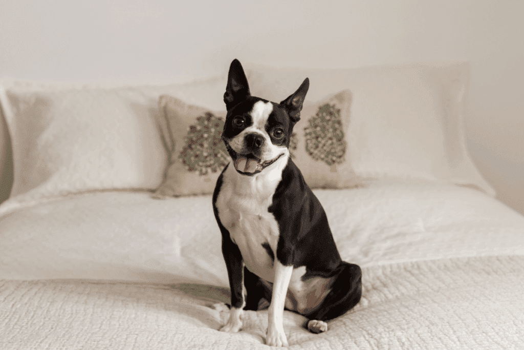Cachorros estadunidenses: 5 raças originárias dos Estados Unidos 