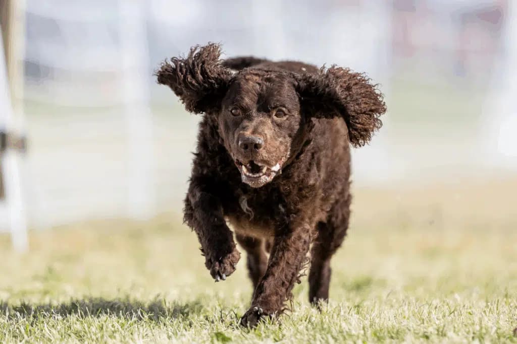Cão d’água americano: conheça as características do cachorro dessa raça 