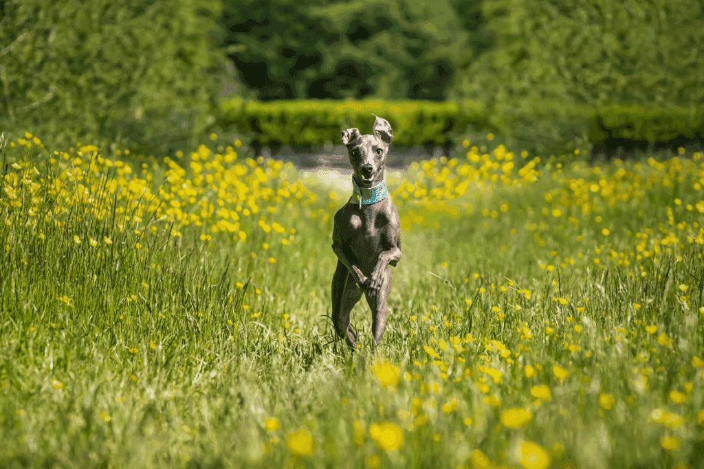 Pequeno lebrel italiano: conheça essa raça de cachorro elegante e cheia de energia