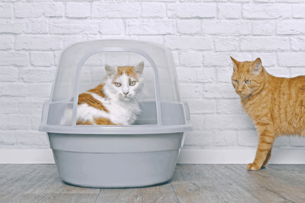 Novo pet em casa? Veja 5 erros na adaptação com o animal que já mora no lar