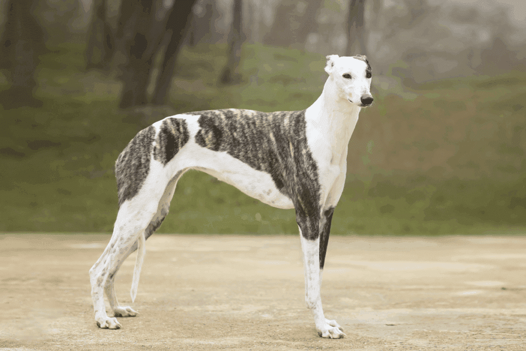 Raças magras: 6 cachorros que se destacam pelo corpo esbelto e atlético 