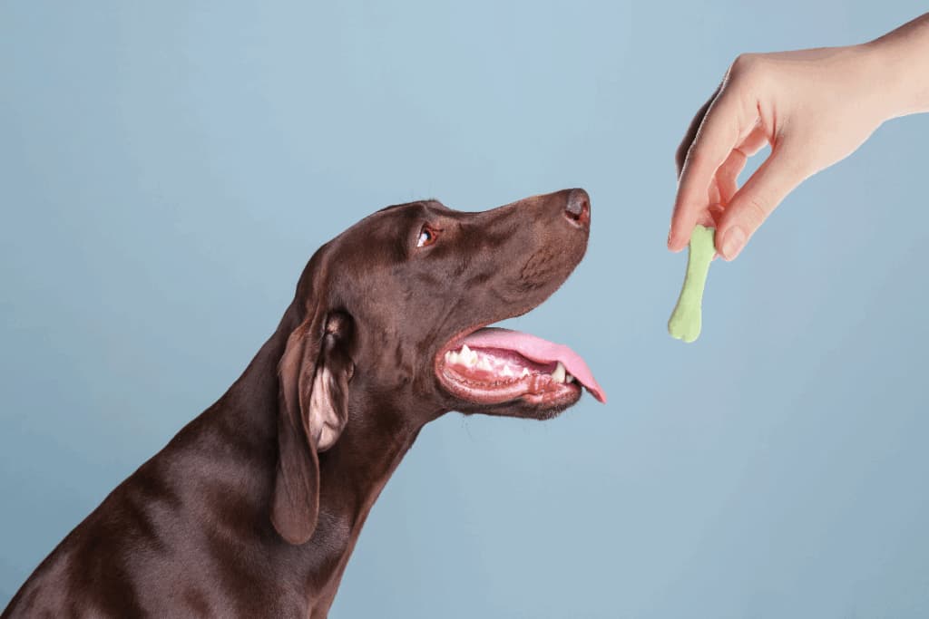 Veja como oferecer petiscos a cães com alergias sem abrir mão dos momentos de carinho