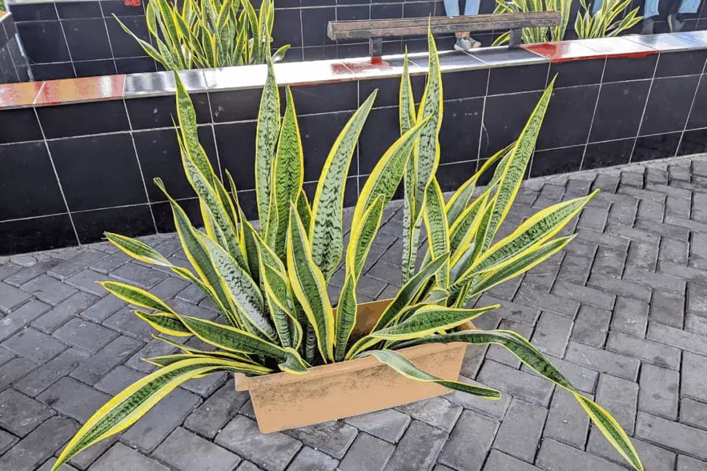 Quer renovar as energias da casa? Conheça 7 plantas associadas à proteção e à prosperidade