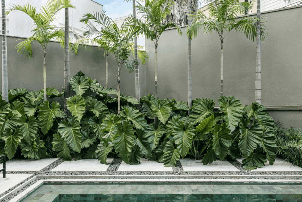 Quer um jardim mais exuberante? Saiba como utilizar filodendros no paisagismo 