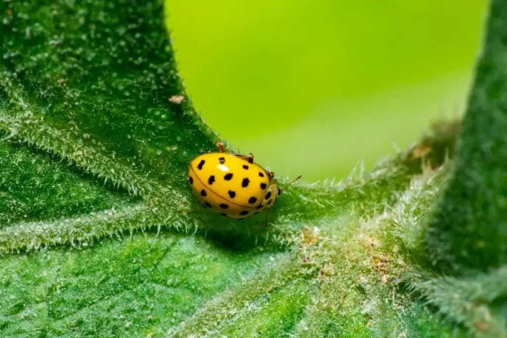 7 curiosidades incríveis sobre as joaninhas