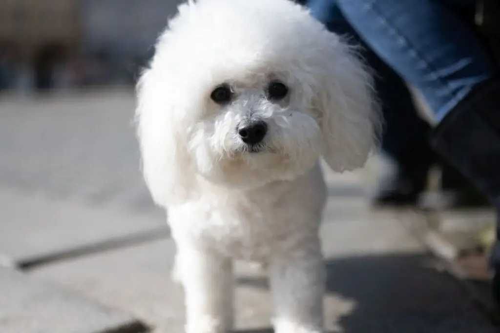 4 características do cachorro da raça bichon frisé