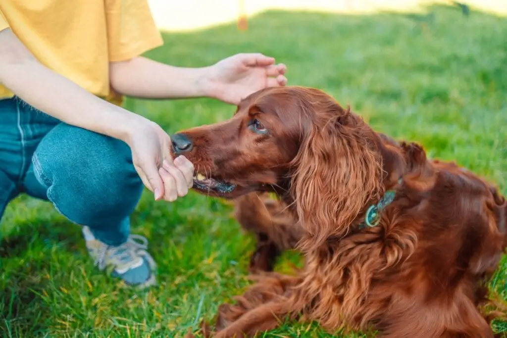 4 características do cachorro da raça setter irlandês
